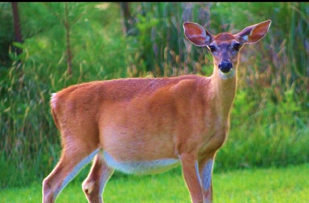 The Focused Pregnant Deer Inspirational Story GHFace Com   Deer 