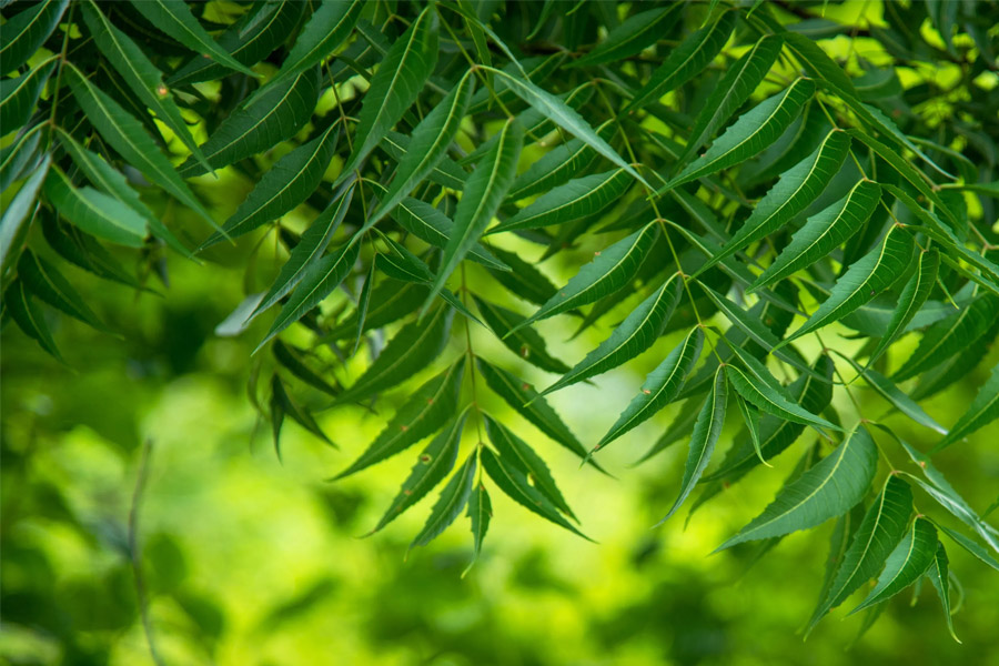 Boil Neem Leaves, Drink For 3 Days To Cure High Fever And 2 Other